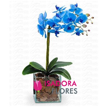 Orquídea Azul