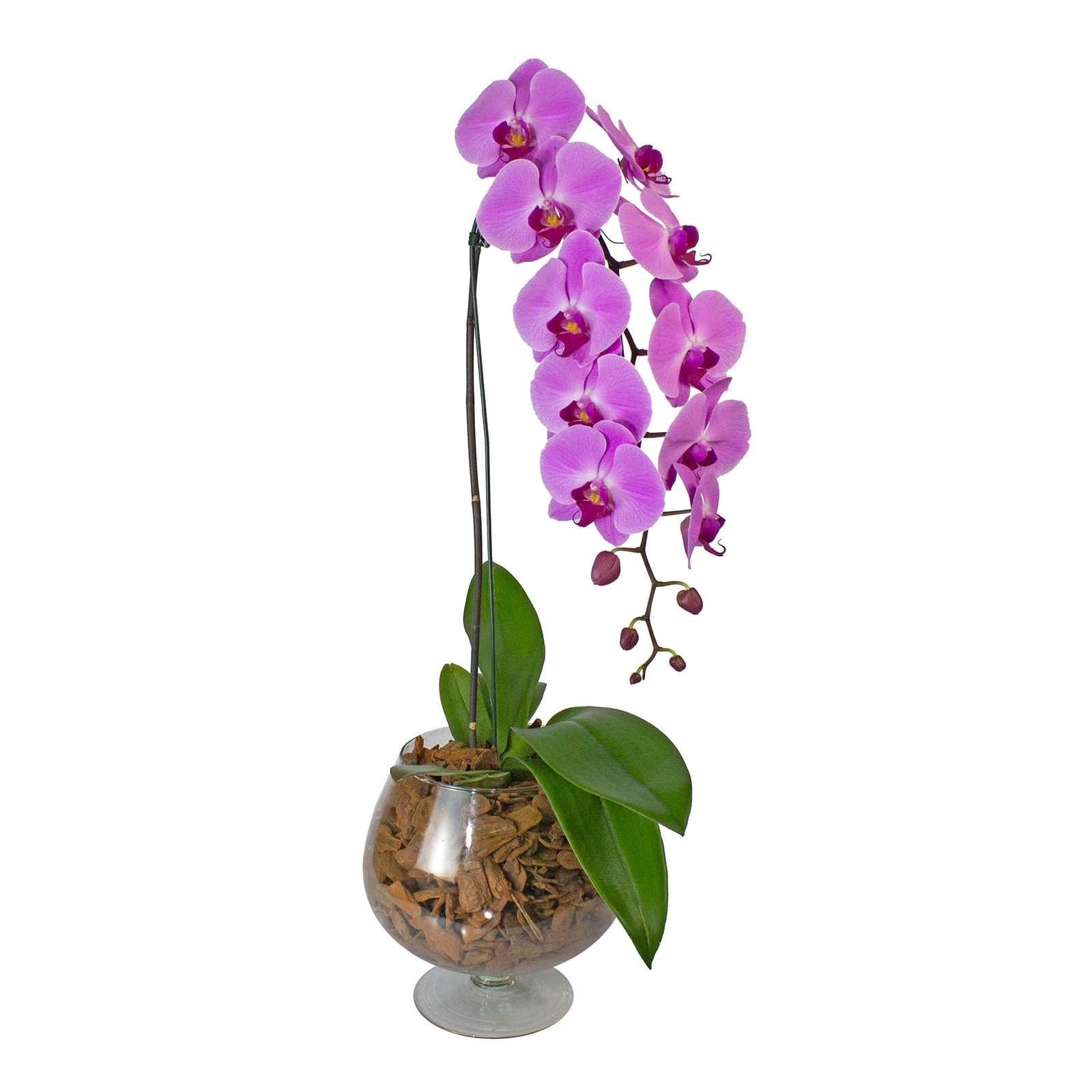 Encantadora Phalaenopsis Lilás na Taça