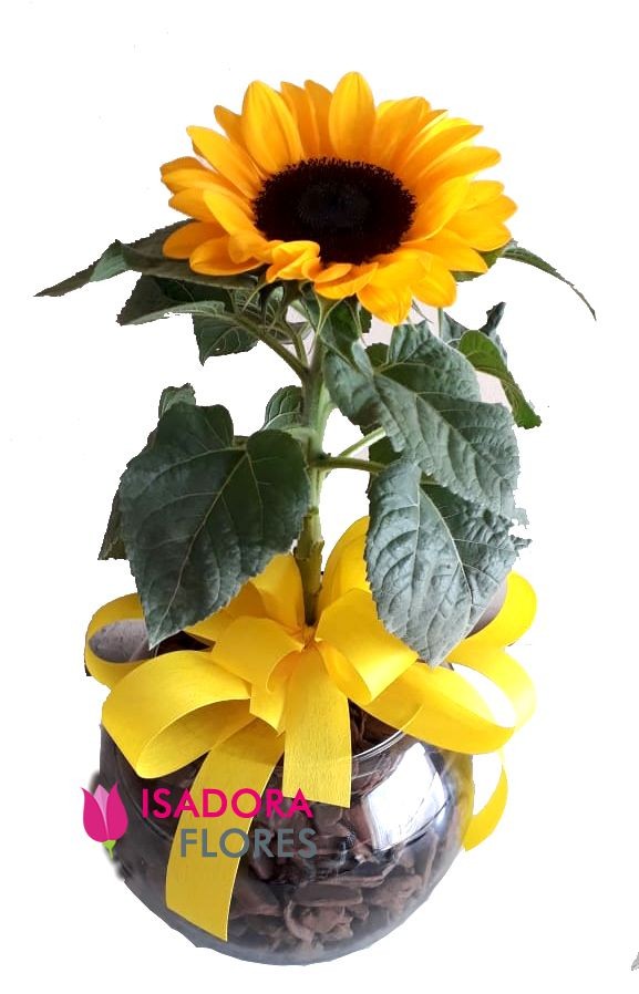 Vaso Plantado de Girassól