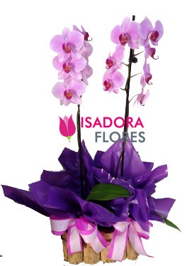 Orquídea Duo