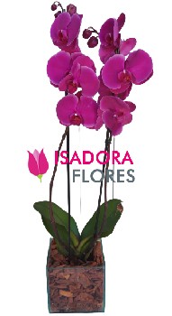 Orquídea Bela Duo