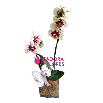 Orquíde cachepô de vidro