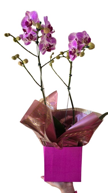 Orquídea