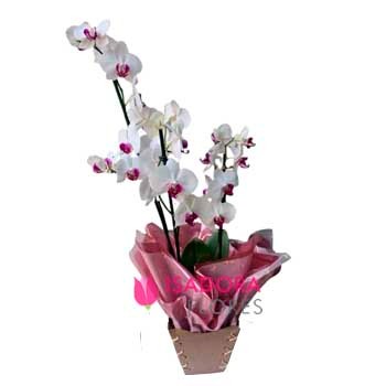 Trio Orquídea